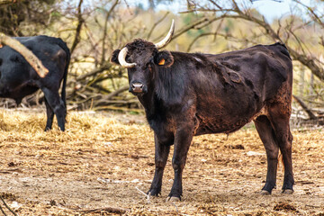 Fototapeta premium Wild black bull grazing in the fields of the Camargue in Provence, France.