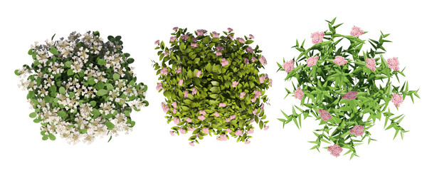 Top view set of blooming decorative shrubs, white and pink flowers, isolated 3D illustration © arif