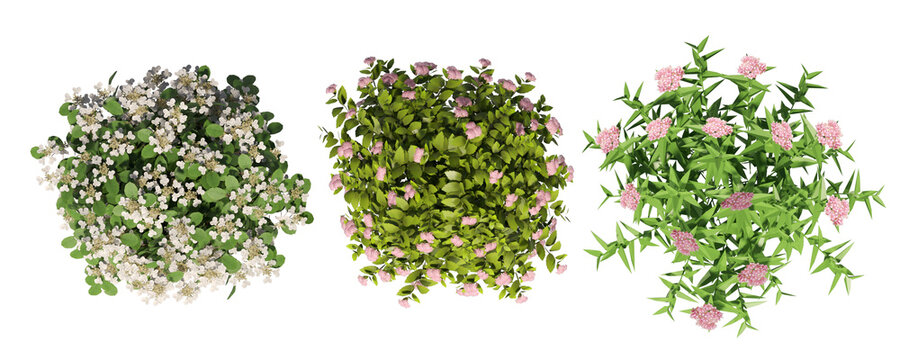 Top view set of blooming decorative shrubs, white and pink flowers, isolated 3D illustration