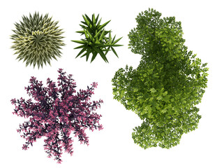 Top view set of various ornamental and succulent plants, 3D illustration for landscape design © arif