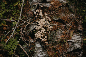 Lots of round mushrooms in the green forest.