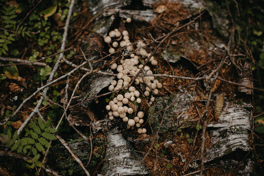 Lots of round mushrooms in the green forest.