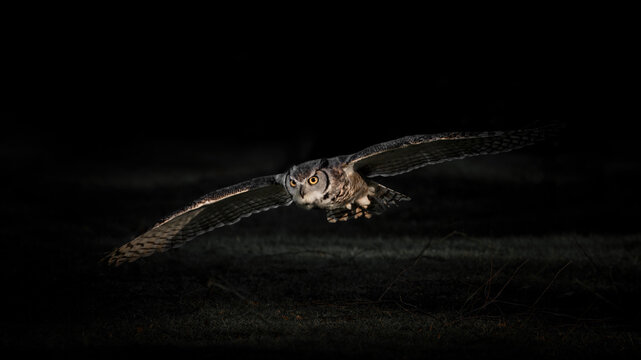 Flying Eurasian Eagle-Owl (Bubo Bubo)