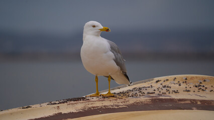 Seagull standing on weathered boat surface near the sea