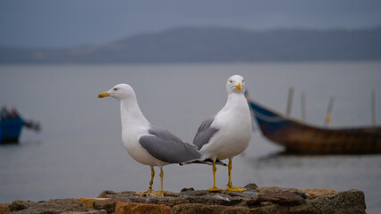 Two seagulls calling on stone wall with boats in background