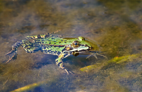 Teichfrosch (Pelophylax esculentus, Rana esculenta) liegt ruhig an der Wasseroberfl&auml;che in einem Teich