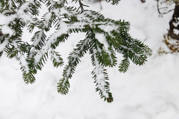 Snow covered evergreen branch with delicate needles and soft winter mood