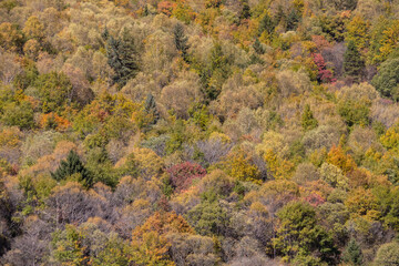 Autumn forest canopy with multicolored foliage and pine trees, peaceful seasonal landscape