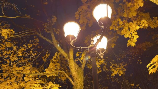 Night Street Lamp Illuminating Autumn Trees in a Quiet Park. Atmospheric fall evening scene with warm tones and peaceful seasonal ambience.
