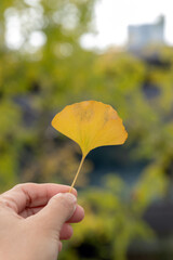 Hand holding yellow ginkgo leaf in autumn park, soft bokeh mood