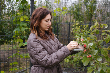 Woman picking fresh raspberries in autumn backyard garden, harvesting red berries from vine with trellis, seasonal gardening activity