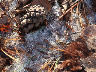 close-up of a one pine cone and leaves under the snow