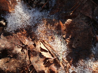 close-up of a leaves under the snow