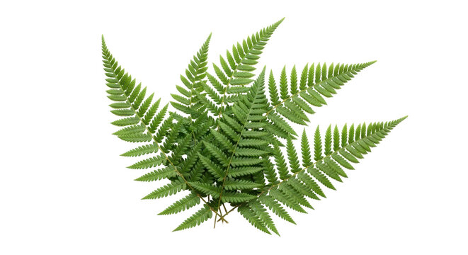 Green fern fronds isolated PNG, lush foliage with intricate leaf patterns for botanical designs and natural elements on transparent background - Powered by Adobe