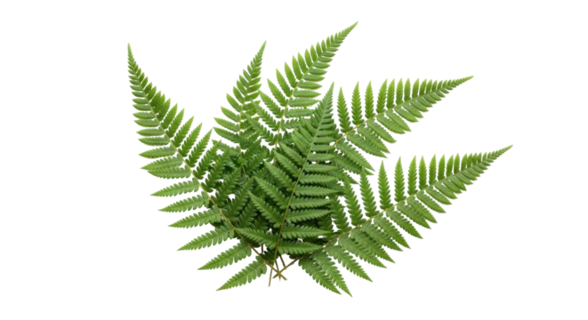 Green fern fronds isolated PNG, lush foliage with intricate leaf patterns for botanical designs and natural elements on transparent background