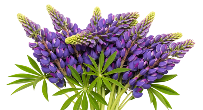 A vibrant bouquet of purple lupine flowers stands tall against a white background.