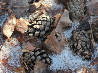 close-up of a pine cone and leaves under the snow