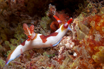 Chamberlain's nembrotha nudibranch crawling over Lembeh reef habitat