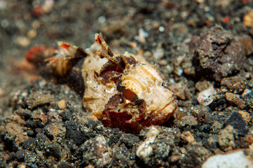Devil stinger camouflaged on sandy volcanic seabed in Indonesia