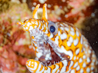 トラウツボ, Dragon Moray, Enchelycore pardalis, ウツボ科,
他の群れ。
静岡県伊豆半島南伊豆町中木ヒリゾ浜-2025年
