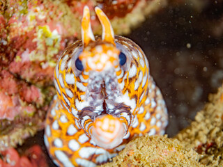 トラウツボ, Dragon Moray, Enchelycore pardalis, ウツボ科,
他の群れ。
静岡県伊豆半島南伊豆町中木ヒリゾ浜-2025年
