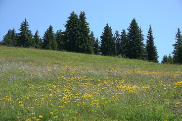 Obraz premium Wiese bei Le Planet bei La giettaz