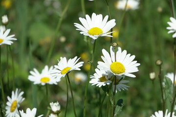 Naklejka premium Margeriten