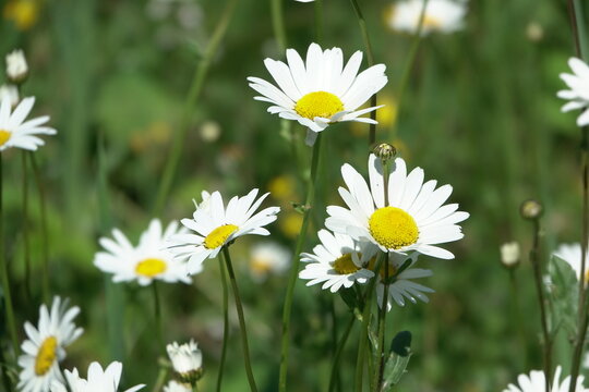 Margeriten