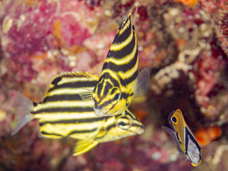 カゴカキダイ, Stripey, Microcanthus strigatus,...