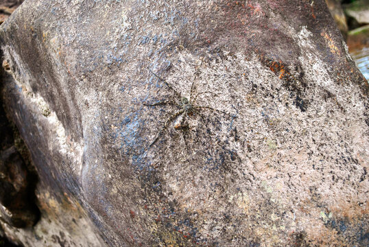 Spider camouflaged in stone. Aranha camuflada em pedra.