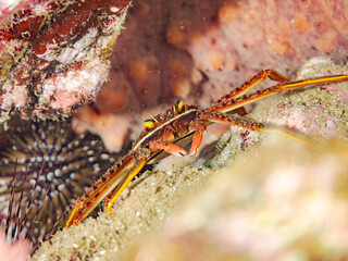 トゲアシガニ, Flat rock crab﻿, Percnon planissimum, イワガニ科,
他の群れ。
静岡県伊豆半島南伊豆町中木ヒリゾ浜-2025年
