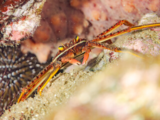 トゲアシガニ, Flat rock crab﻿, Percnon planissimum, イワガニ科,
他の群れ。
静岡県伊豆半島南伊豆町中木ヒリゾ浜-2025年
