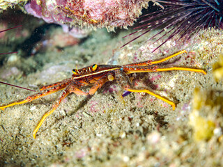 トゲアシガニ, Flat rock crab﻿, Percnon planissimum, イワガニ科,
他の群れ。
静岡県伊豆半島南伊豆町中木ヒリゾ浜-2025年
