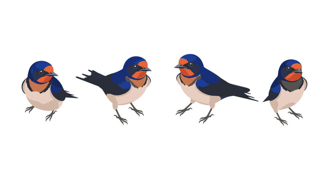 Charming barn swallow set in flat vector style with differentiated poses