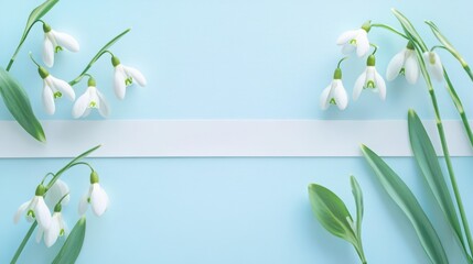 Delicate white snowdrop flowers blooming on a soft blue background with a central white stripe, symbolizing springs arrival and fresh beginnings