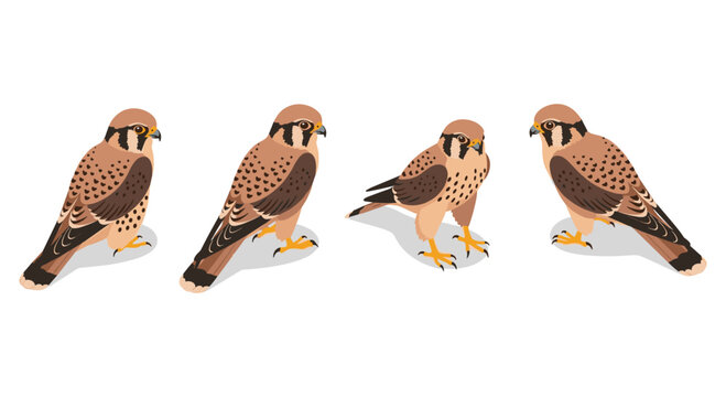 Stylized american kestrel birds in various poses on white background