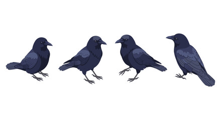 Obraz premium Four detailed crows in various poses on white background for bird enthusiasts