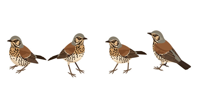 Bird design set: detailed songbirds in various poses on white background