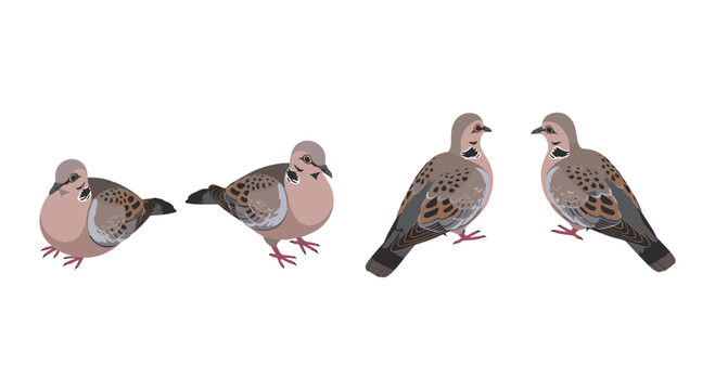 Set of cute turtle doves in flat design on white background
