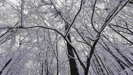 Snow falls gently through a serene winter forest. Tall trees covered in white frost reach towards the pale sky. It is a peaceful, cold, and beautiful natural scene. - Powered by Adobe