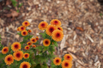 Chrysanthemum morifolium in bloom