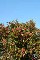 Crataegus crus-galli tree close up