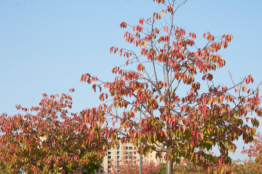 Prunus serrulata tree