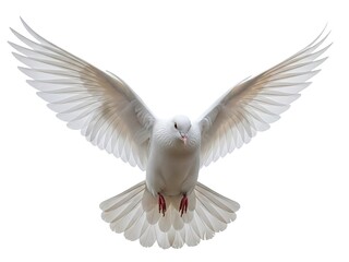 Obraz premium Pure white dove flying forward with wide open wings of peace 