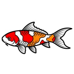 Vibrant orange and red koi fish with white scales on a plain background