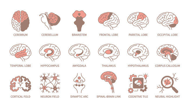 Explore the human brain anatomy with this detailed illustration showcasing cerebrum, lobes, neurons, and more for science, medicine, education, and research projects