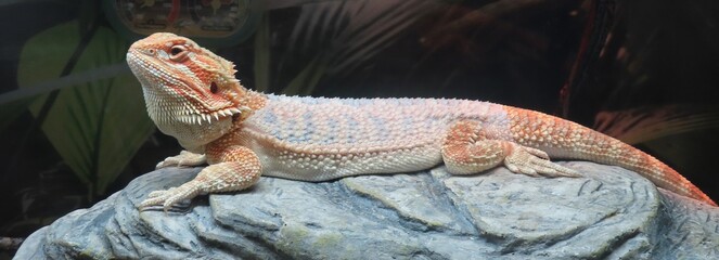 Bearded dragon on stone, closeup