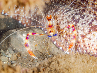 オトヒメエビ, Banded coral shrimp, Barber-pole shrimp, Stenopus hispidus,...