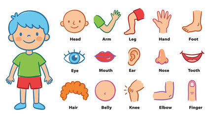 Vector Illustration Set of Human Body Parts for Kids, featuring Head, Arm, Leg, Hand, Foot, Eye, Ear, Nose, Mouth, Hair, Belly, Knee, Elbow, Finger