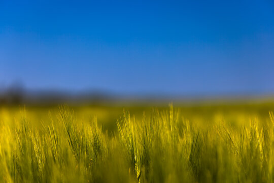 Co się kryje pomiędzy kłosami zboża